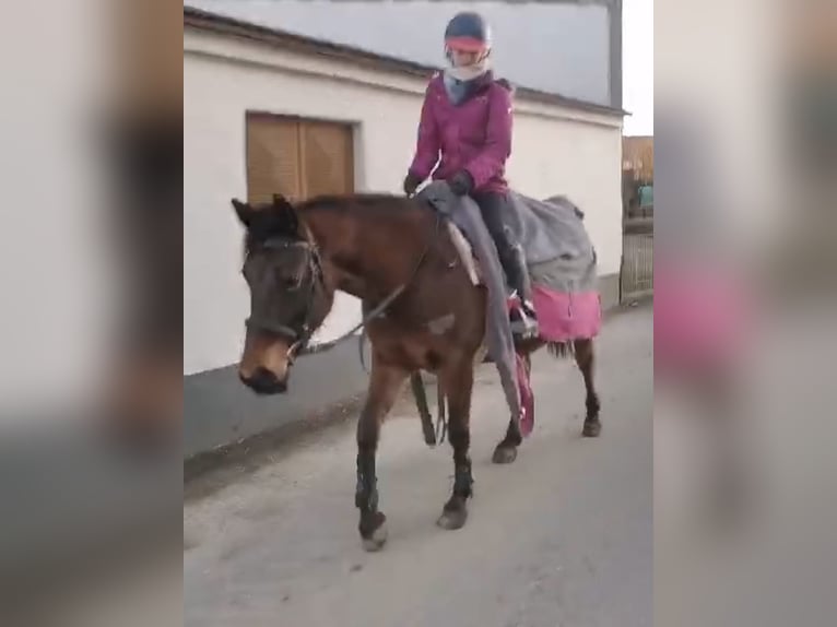 Árabe Shagya Yegua 9 años 152 cm Castaño in Deuerling