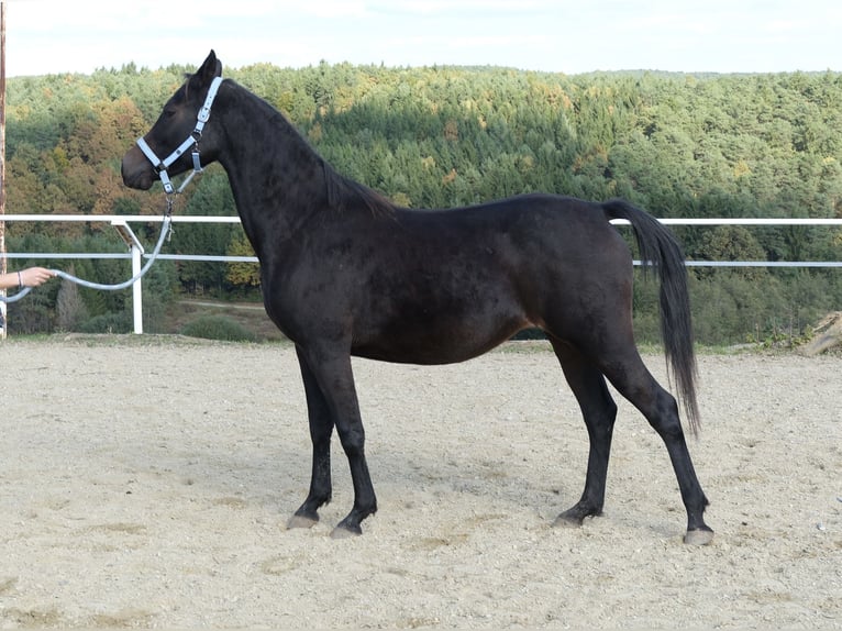 Árabe Shagya Yegua 9 años 153 cm Castaño oscuro in Neuhaus in der Wart