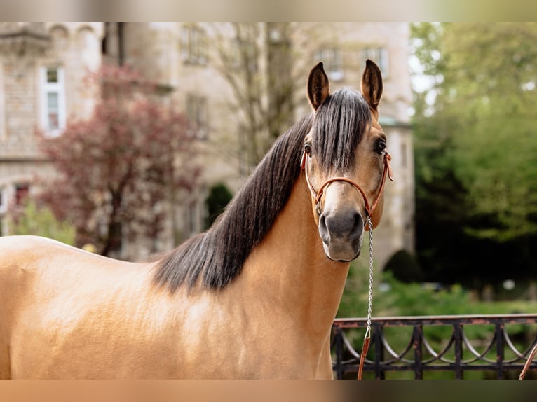 Araber-Berber Hengst 11 Jahre 155 cm Buckskin in Bückeburg