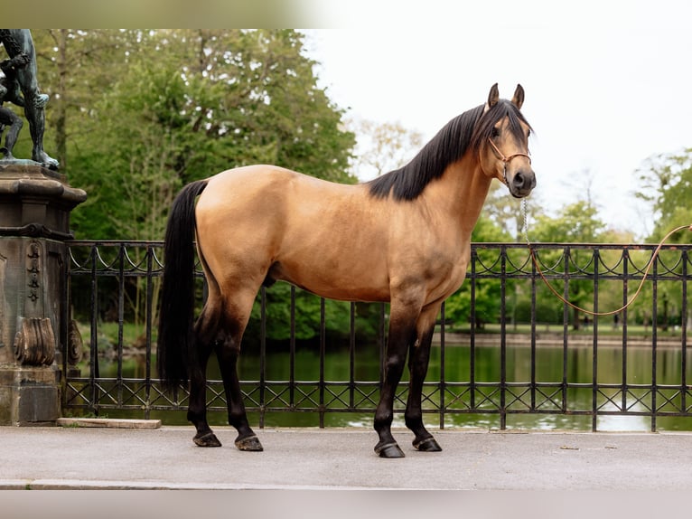 Araber-Berber Hengst 11 Jahre 155 cm Buckskin in Bückeburg