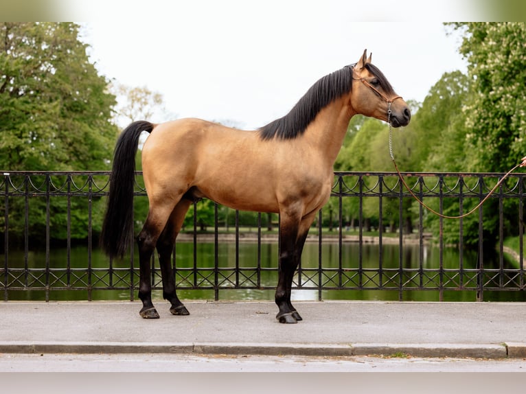 Araber-Berber Hengst 11 Jahre 155 cm Buckskin in Bückeburg