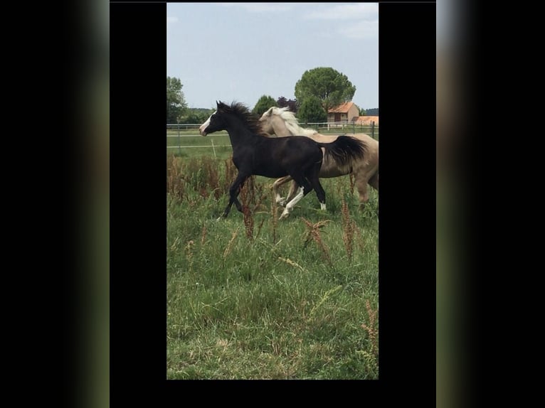 Araber-Berber Hengst 1 Jahr 153 cm Rappe in Belley