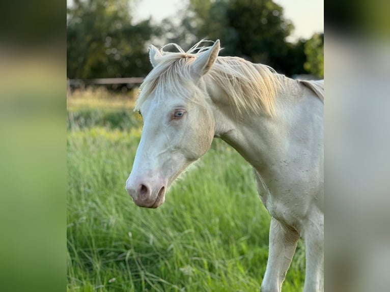Araber-Berber Hengst 1 Jahr Perlino in Gemmenich