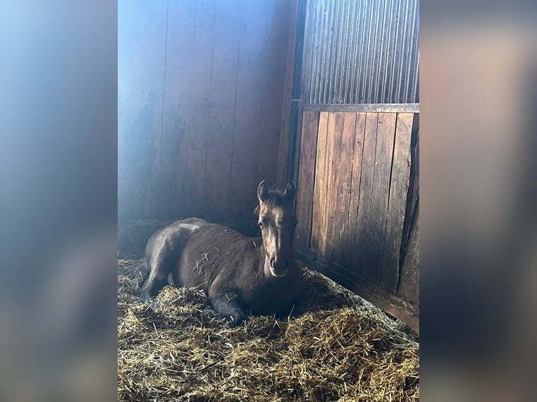 Araber-Berber Mix Hengst 1 Jahr Schimmel in Alfdorf