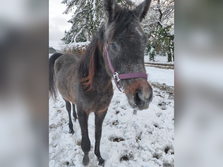 Araber-Berber Hengst 2 Jahre 142 cm Apfelschimmel in &#xDC;bach-Palenberg