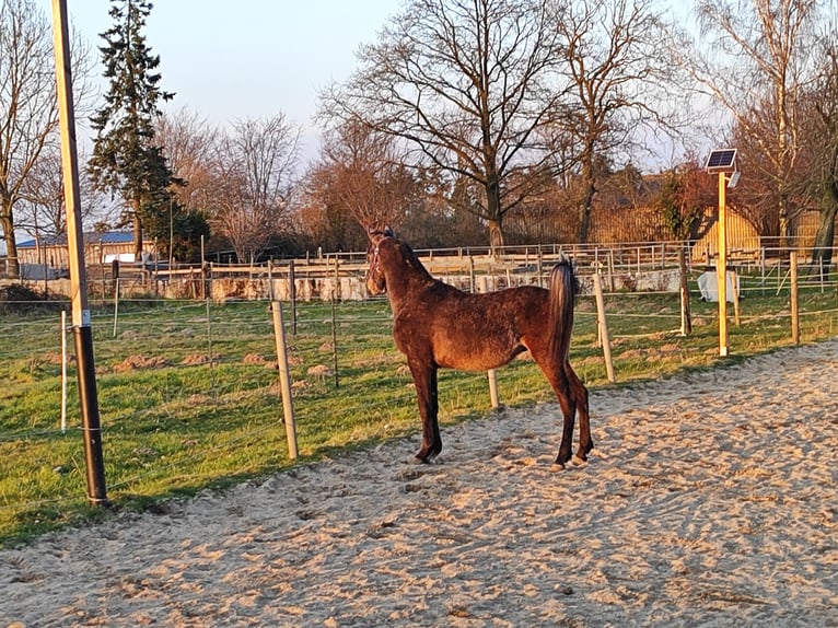 Araber-Berber Hengst 2 Jahre 142 cm Apfelschimmel in Übach-Palenberg