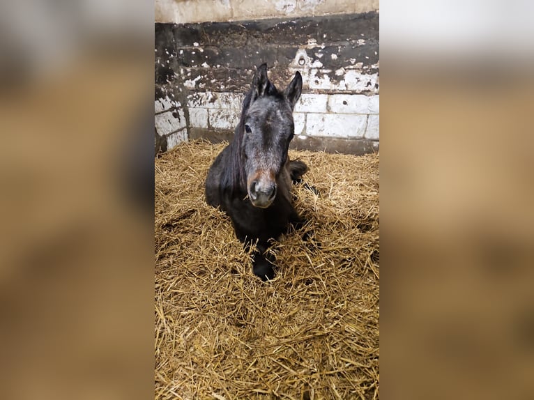Araber-Berber Hengst 2 Jahre 142 cm Apfelschimmel in Übach-Palenberg