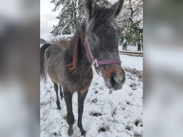 Araber-Berber Hengst 2 Jahre 142 cm Apfelschimmel in Übach-Palenberg