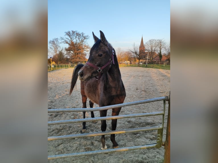 Araber-Berber Hengst 2 Jahre 142 cm Apfelschimmel in Übach-Palenberg