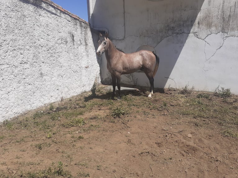 Araber-Berber Hengst 4 Jahre 154 cm Schimmel in Galaroza