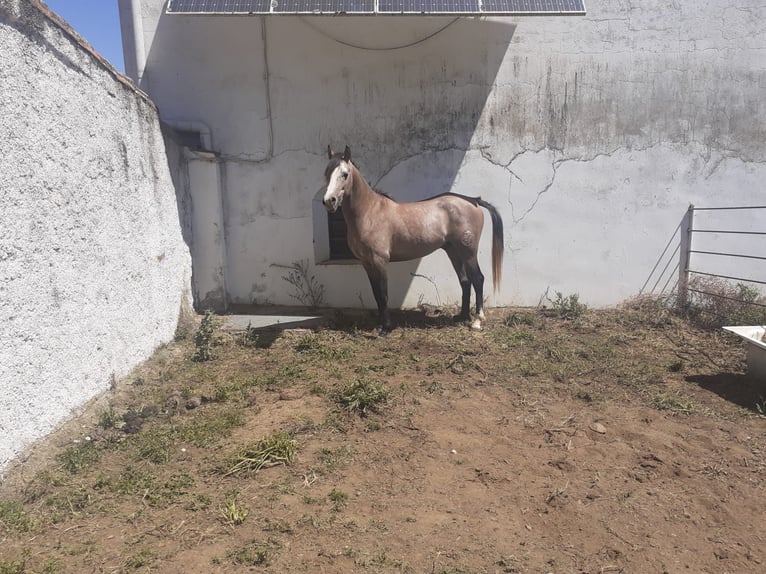 Araber-Berber Hengst 4 Jahre 154 cm Schimmel in Galaroza