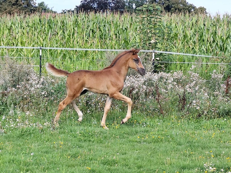 Araber-Berber Hengst Fohlen (06/2025) 155 cm Dunkelfuchs in Wagenfeld