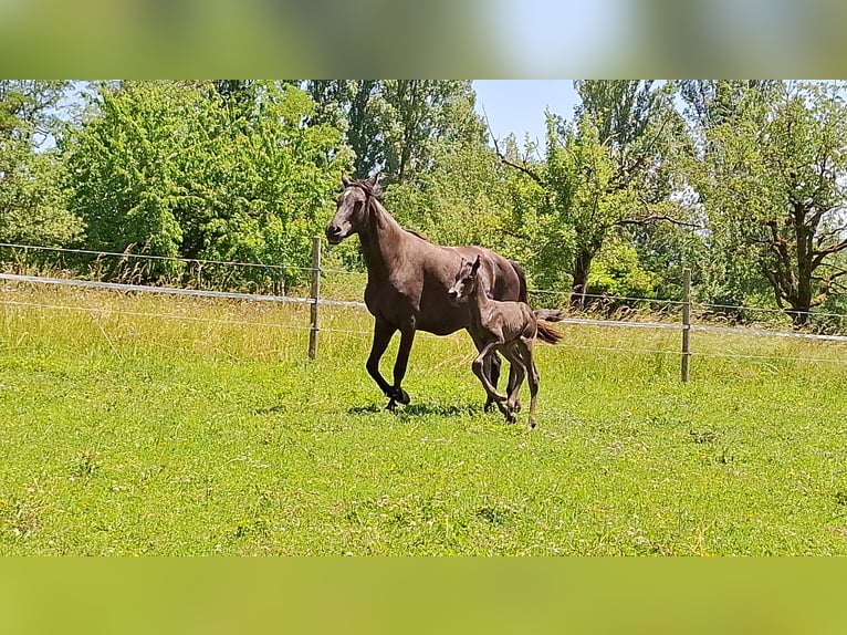 Araber-Berber Hengst Fohlen (05/2026) 160 cm Rappe in Steinmaur