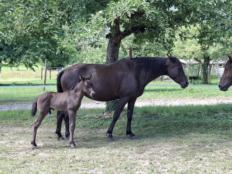 Araber-Berber Hengst Fohlen (05/2026) 160 cm Rappe in Steinmaur