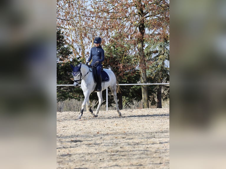 Araber-Berber Stute 10 Jahre 147 cm Schimmel in Thinning