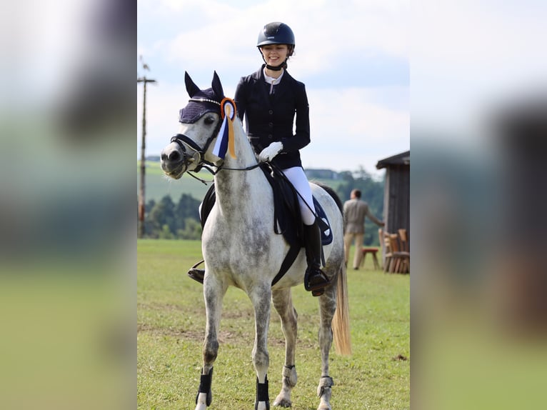 Araber-Berber Stute 10 Jahre 147 cm Schimmel in Thinning