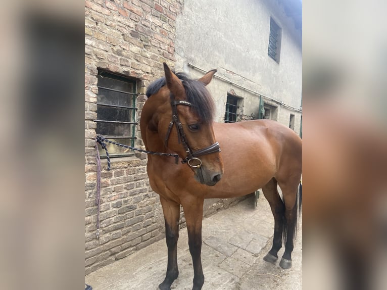 Araber-Berber Mix Stute 12 Jahre Brauner in Berlin