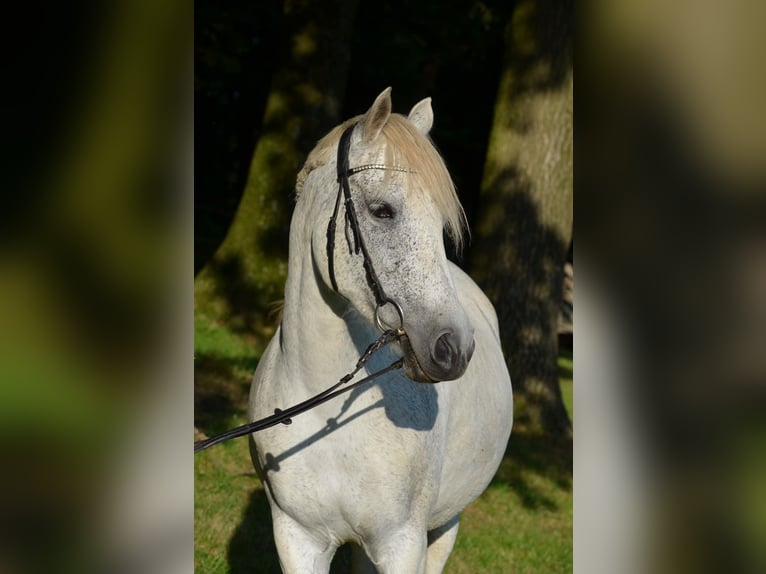 Araber-Berber Mix Stute 13 Jahre 157 cm Schimmel in Ibbenbüren