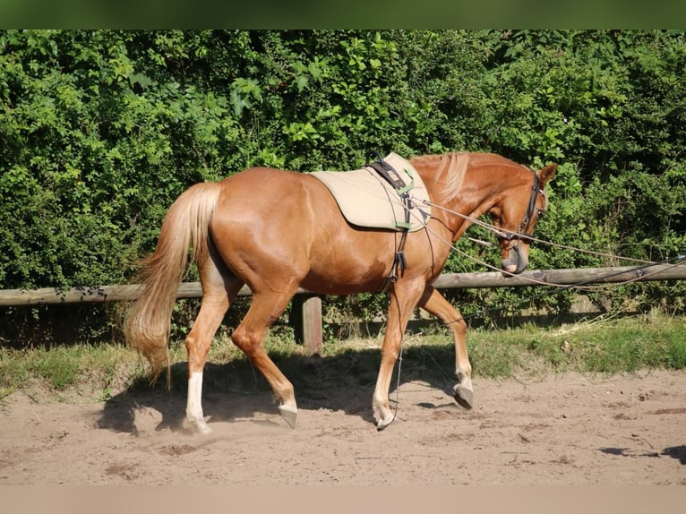 Araber-Berber Mix Stute 14 Jahre 154 cm Fuchs in Prisdorf