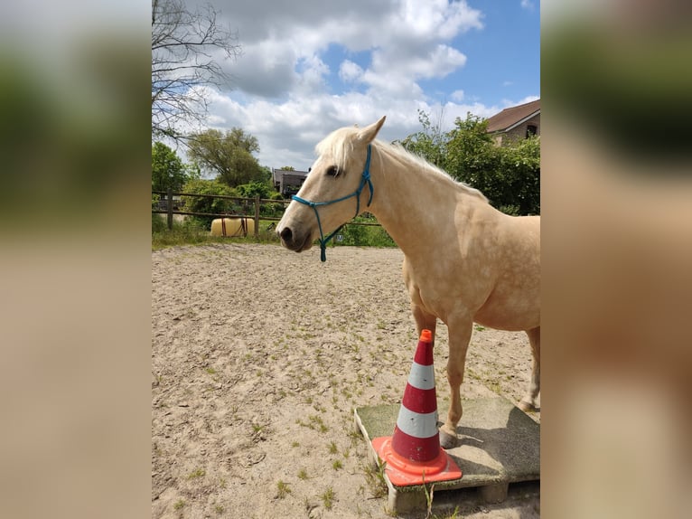 Araber-Berber Stute 15 Jahre 152 cm Palomino in Gemmenich