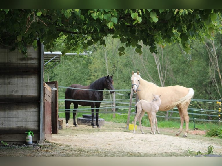 Araber-Berber Stute 15 Jahre 152 cm Palomino in Gemmenich