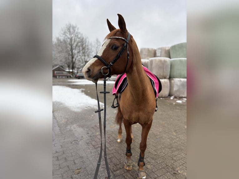 Araber-Berber Stute 19 Jahre 150 cm Fuchs in Molbergen