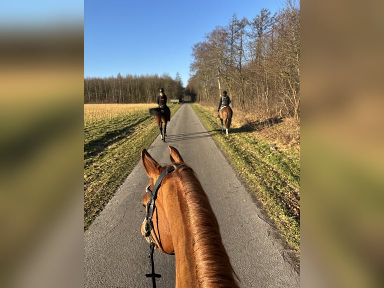 Araber-Berber Stute 19 Jahre 150 cm Fuchs in Molbergen