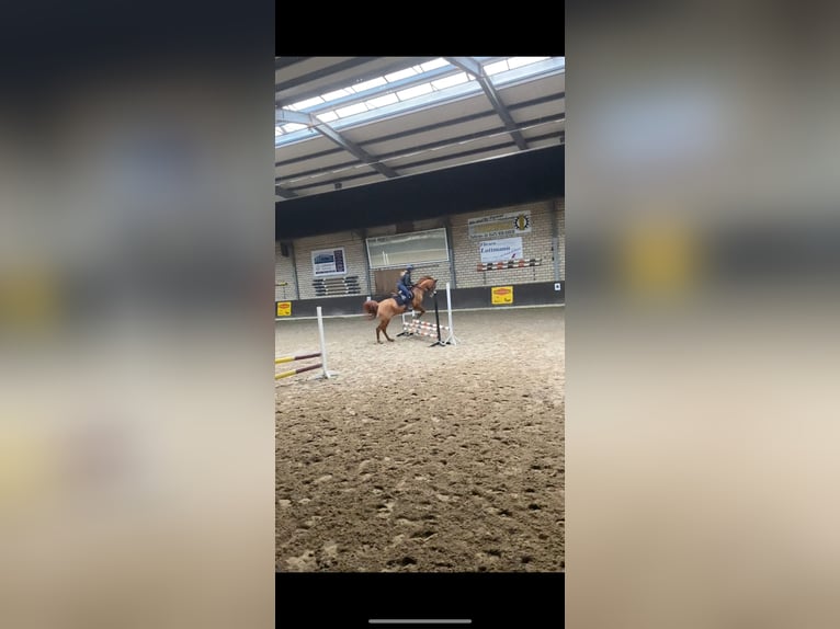 Araber-Berber Stute 19 Jahre 150 cm Fuchs in Molbergen