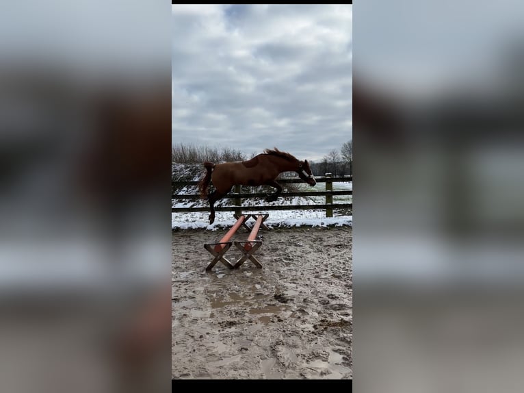 Araber-Berber Stute 19 Jahre 150 cm Fuchs in Molbergen