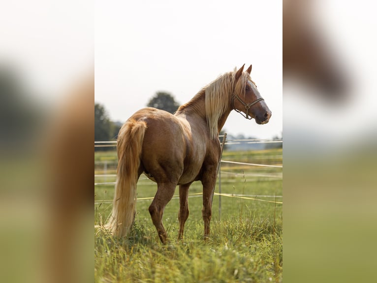 Araber-Berber Stute 1 Jahr 154 cm Rotschimmel in Hohenstein Bernloch