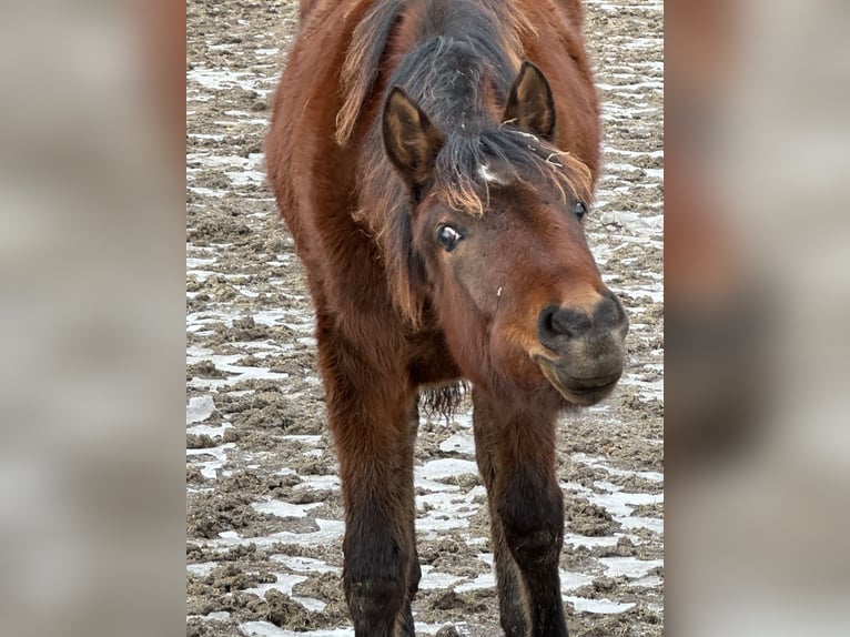 Araber-Berber Stute 1 Jahr 158 cm Rotbrauner in EngelsbergEngelsberg