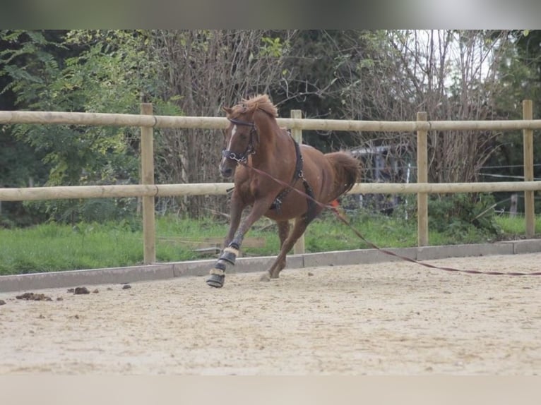 Araber-Berber Mix Stute 24 Jahre 138 cm Fuchs in Düsseldorf - Hamm