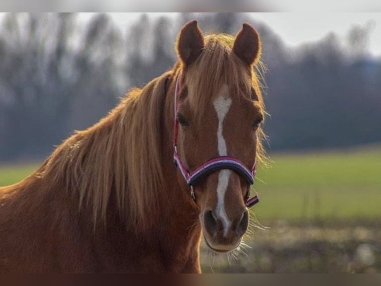 Araber-Berber Mix Stute 24 Jahre 138 cm Fuchs in Düsseldorf - Hamm