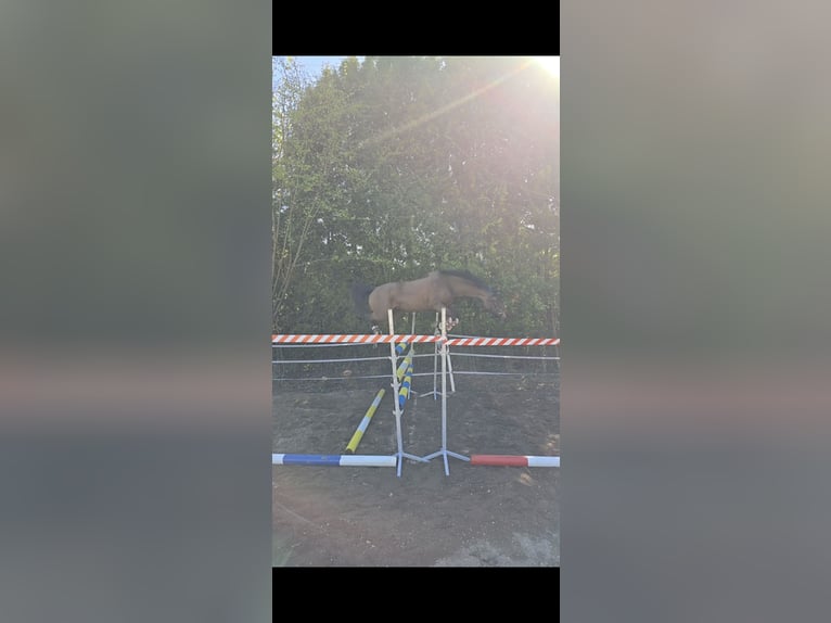 Araber-Berber Mix Stute 4 Jahre 155 cm Brauner in K&#xF6;ln
