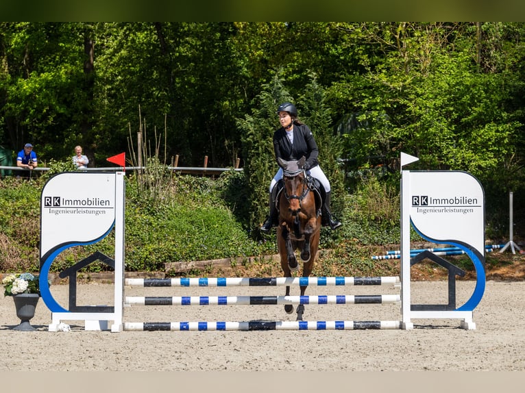 Araber-Berber Mix Stute 4 Jahre 155 cm Brauner in K&#xF6;ln