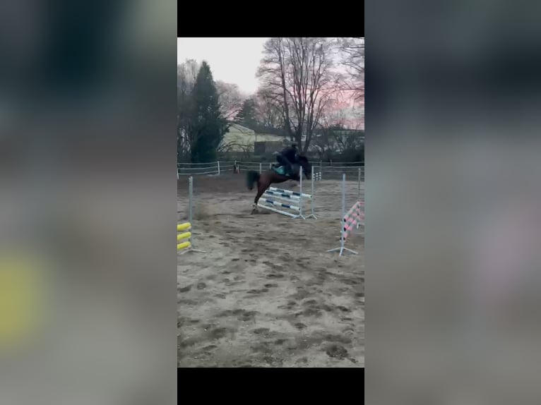 Araber-Berber Mix Stute 4 Jahre 155 cm Brauner in K&#xF6;ln