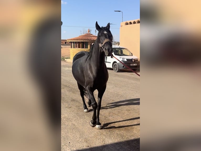 Araber-Berber Stute 4 Jahre 166 cm Rappe in fkih ben salah