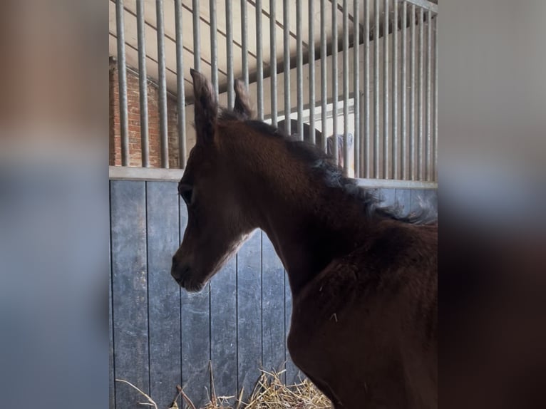 Araber-Berber Stute 5 Jahre 153 cm Schimmel in Chimay