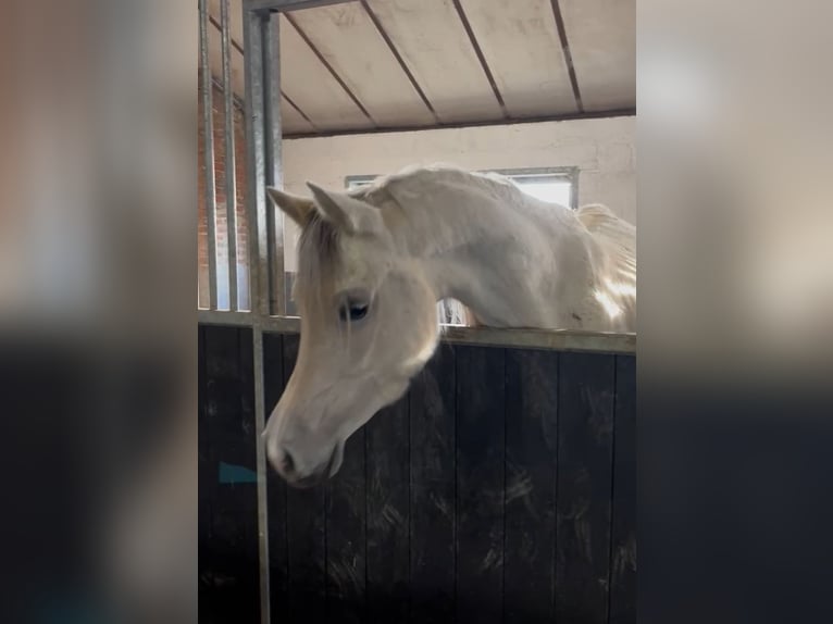Araber-Berber Stute 5 Jahre 153 cm Schimmel in Chimay