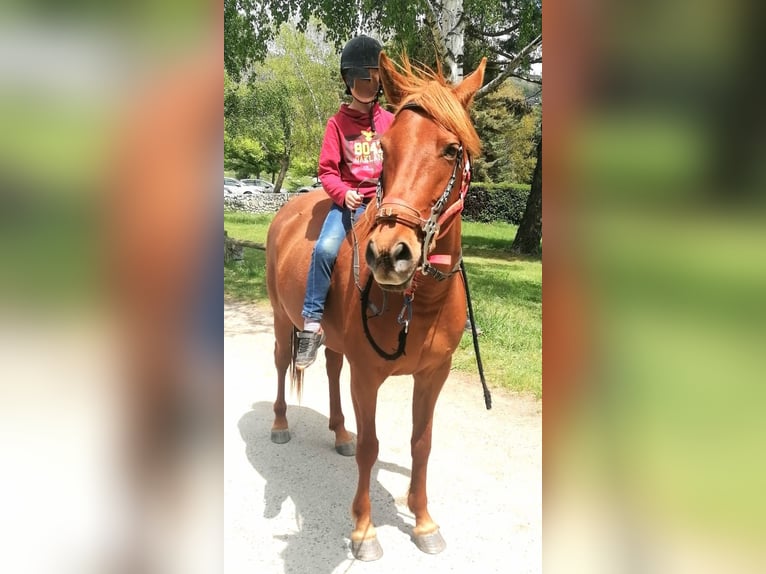 Araber-Berber Mix Stute 5 Jahre 155 cm Fuchs in Latour-de-Carol