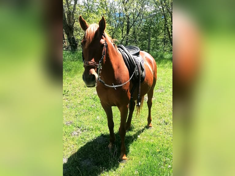 Araber-Berber Mix Stute 5 Jahre 155 cm Fuchs in Latour-de-Carol