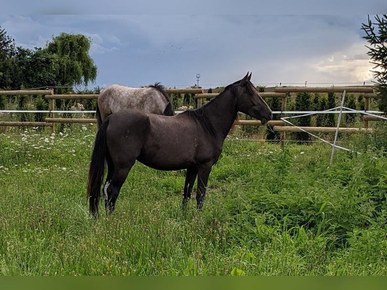Araber-Berber Stute 6 Jahre 157 cm in Schwall/Emmelshausen
