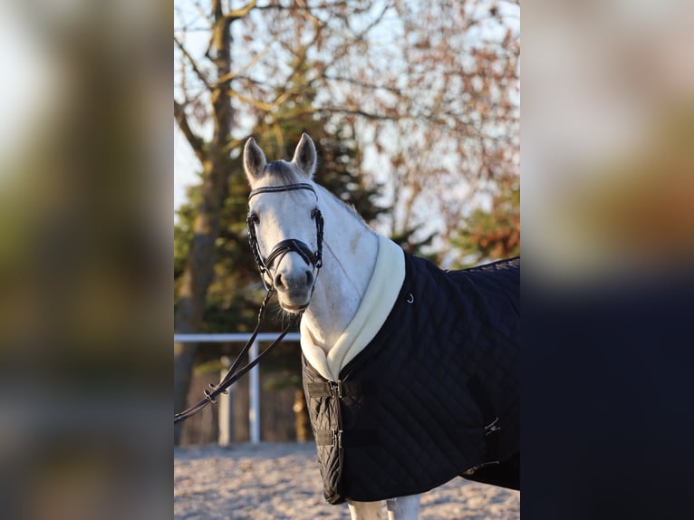 Araber-Berber Stute 9 Jahre 147 cm Schimmel in Thinning