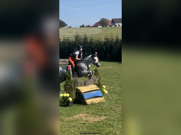 Araber-Berber Stute 9 Jahre 147 cm Schimmel in Thinning