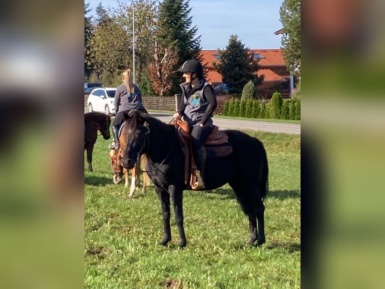 Araber-Berber Mix Stute 9 Jahre 150 cm Rappe in Rohrdorf