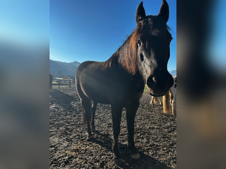 Araber-Berber Mix Stute 9 Jahre 150 cm Rappe in Rohrdorf