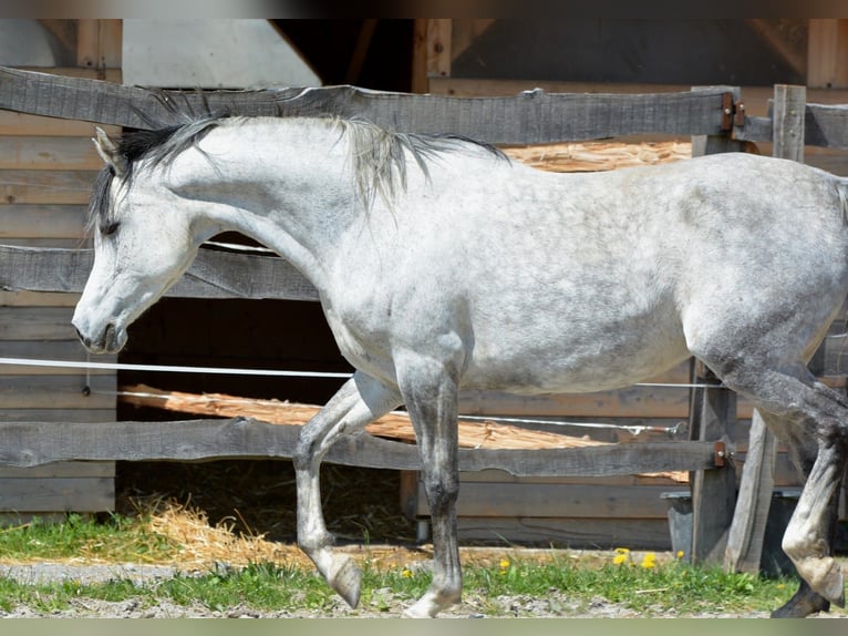 Araber-Berber Stute 9 Jahre 153 cm Fliegenschimmel in Chimay