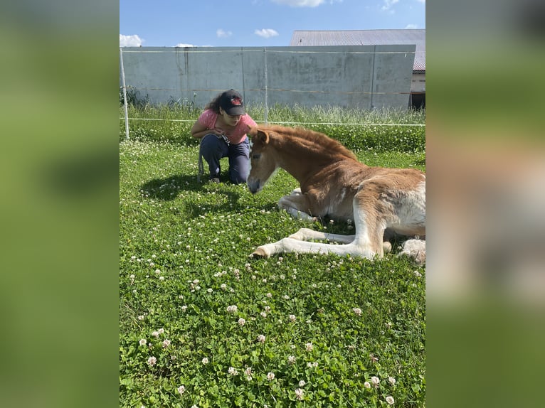 Araber-Berber Stute Fohlen (05/2025) 154 cm Rotschimmel in Hohenstein Bernloch