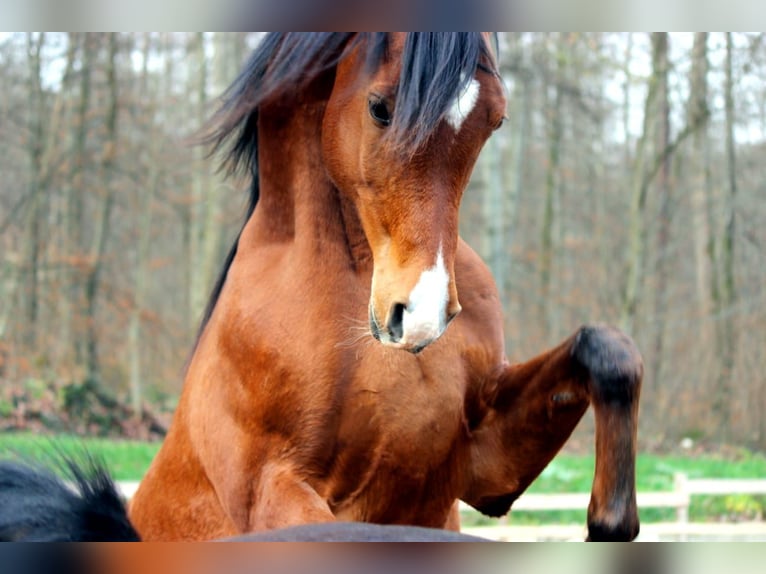 Araber-Berber Mix Wallach 10 Jahre 165 cm in Eckwälden