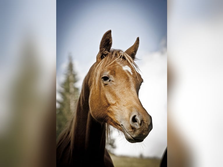 Araber-Berber Wallach 12 Jahre 149 cm Fuchs in Neusiedl bei G&#xFC;ssing